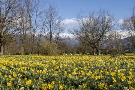 Narcise Arboretum Volčji Potok Foto Mateja Račevski-2